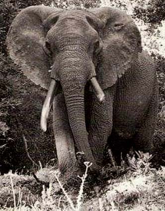 Knysna Elephant